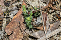 Pimelea humilis