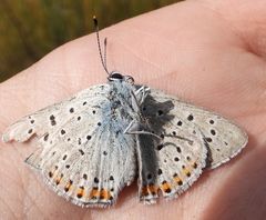 Lycaena