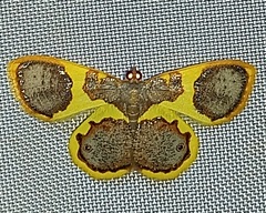 Opisthoxia