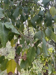 Bridelia leichhardtii