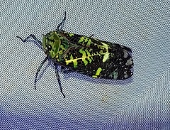 Fulgoridae