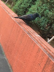 Corvus macrorhynchos japonensis