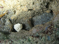 Chromogobius zebratus