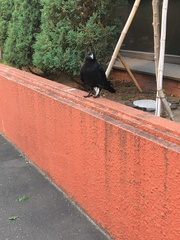 Corvus macrorhynchos japonensis