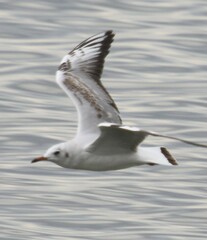 Chroicocephalus ridibundus