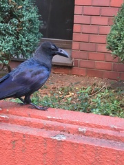 Corvus macrorhynchos japonensis