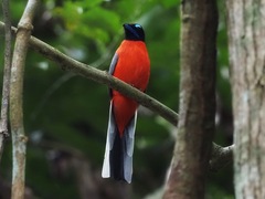 Harpactes duvaucelii