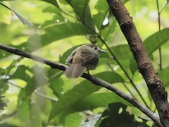 Tricholestes criniger