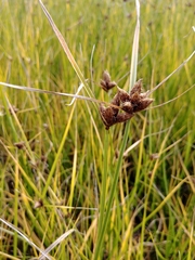 Bolboschoenus planiculmis
