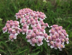 Achillea millefolium