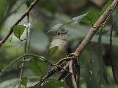 Tricholestes criniger