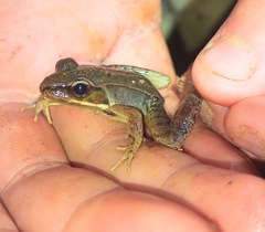 Lithobates maculatus