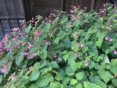 Begonia grandis