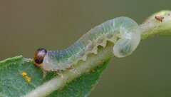 Euura hypoxantha