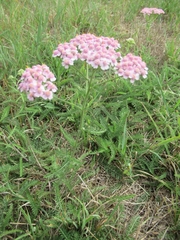 Achillea millefolium