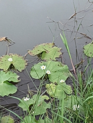 Nymphoides indica