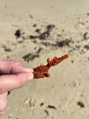 Botryllus schlosseri