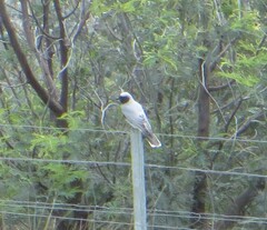 Coracina novaehollandiae