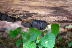 Daldinia