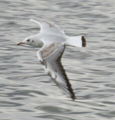 Chroicocephalus ridibundus