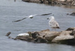 Chroicocephalus ridibundus