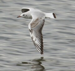 Chroicocephalus ridibundus