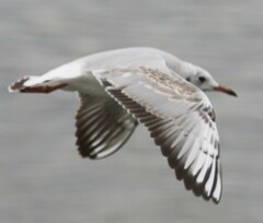 Chroicocephalus ridibundus