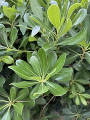 Pittosporum