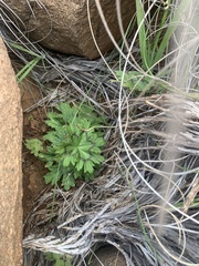 Pelargonium articulatum