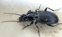 Pterostichus cristatus