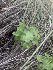 Pelargonium articulatum