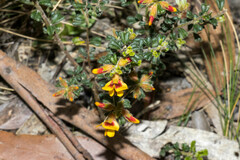 Pultenaea scabra