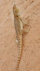 Pogona vitticeps