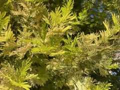 Acacia dealbata