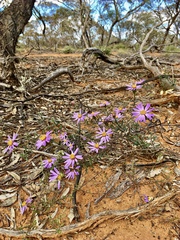 Olearia magniflora