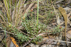 Pultenaea humilis
