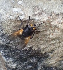 Mesembrina meridiana