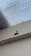 Steatoda nobilis