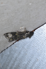 Craniophora ligustri