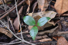 Cinnamomum