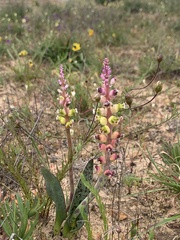 Lachenalia membranacea