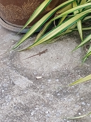 Eutropis longicaudata