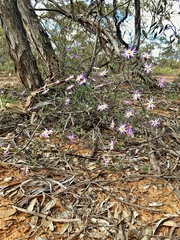 Olearia magniflora