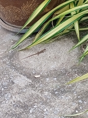 Eutropis longicaudata