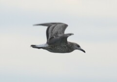 Larus fuscus barabensis