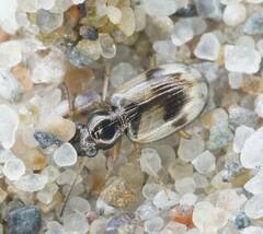 Bembidion pallidipenne