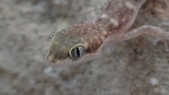 Tropiocolotes hormozganensis