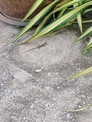 Eutropis longicaudata