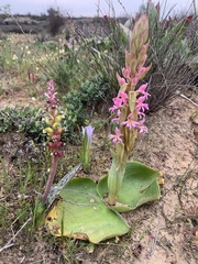 Satyrium erectum
