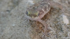 Tropiocolotes hormozganensis